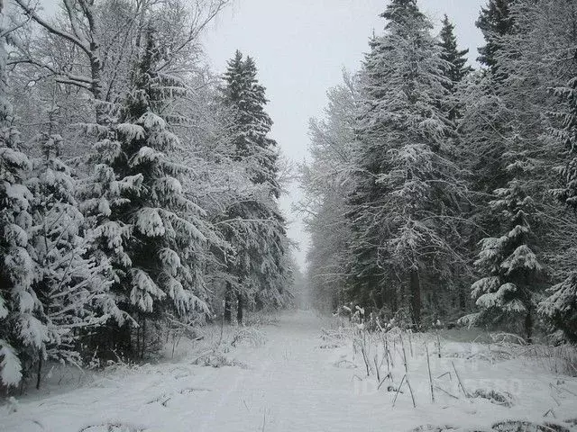 Участок в Владимирская область, Александровский муниципальный округ, ... - Фото 2