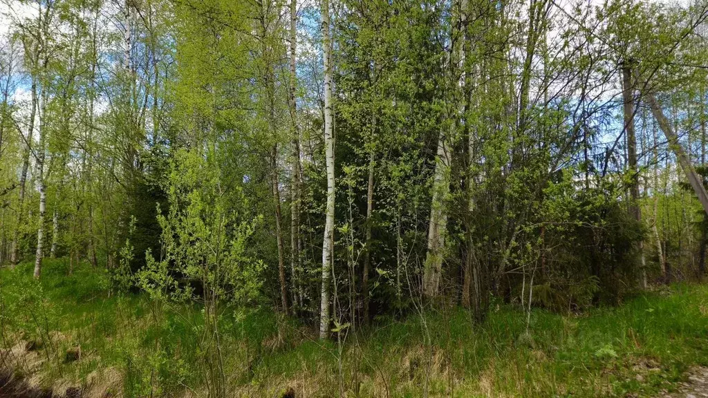 Участок в Ленинградская область, Выборгский район, Полянское с/пос, ... - Фото 1