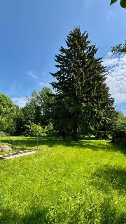 Участок в Ленинградская область, Всеволожский район, Агалатовское ... - Фото 1