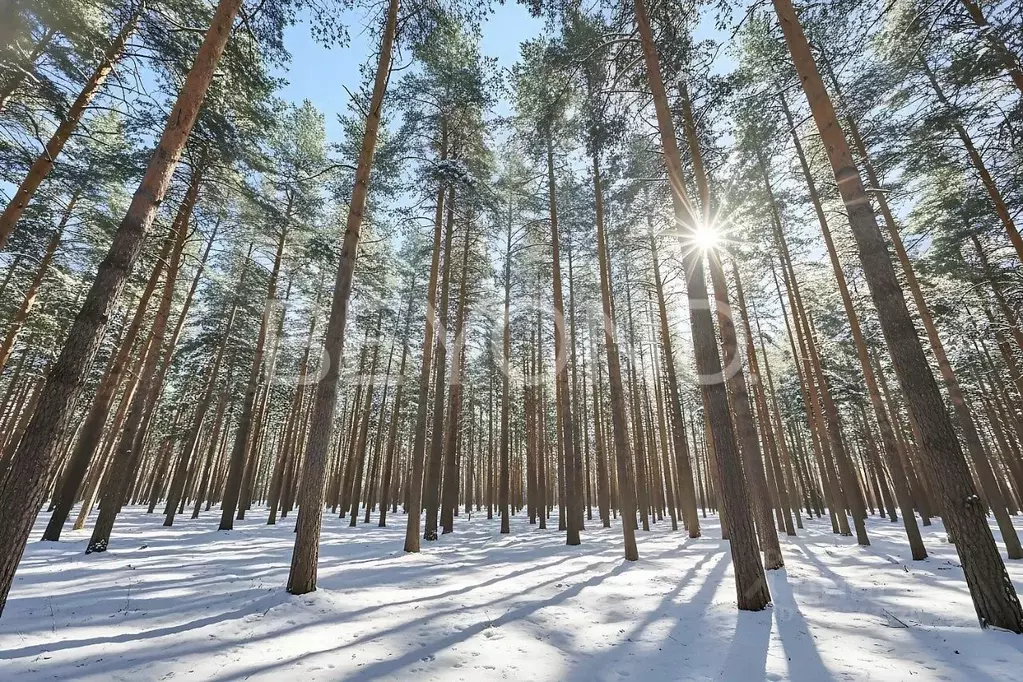 Участок в Санкт-Петербург, Санкт-Петербург, Сестрорецк Парковая ул., ... - Фото 1