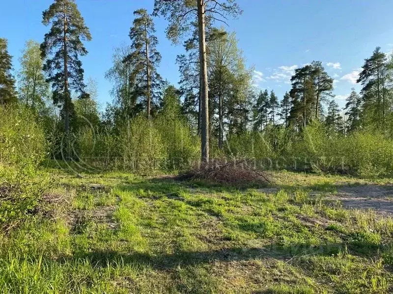 Участок в Ленинградская область, Светогорск Выборгский район, Лесная ... - Фото 0