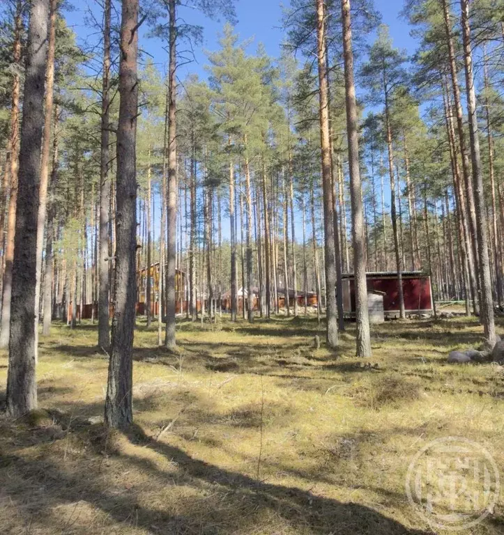 Участок в Ленинградская область, Приозерский район, Громовское с/пос, ... - Фото 2
