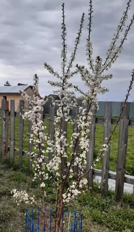 Участок в Тюменская область, Тюмень Факел СНТ, ул. Дачная (10.0 сот.) - Фото 1