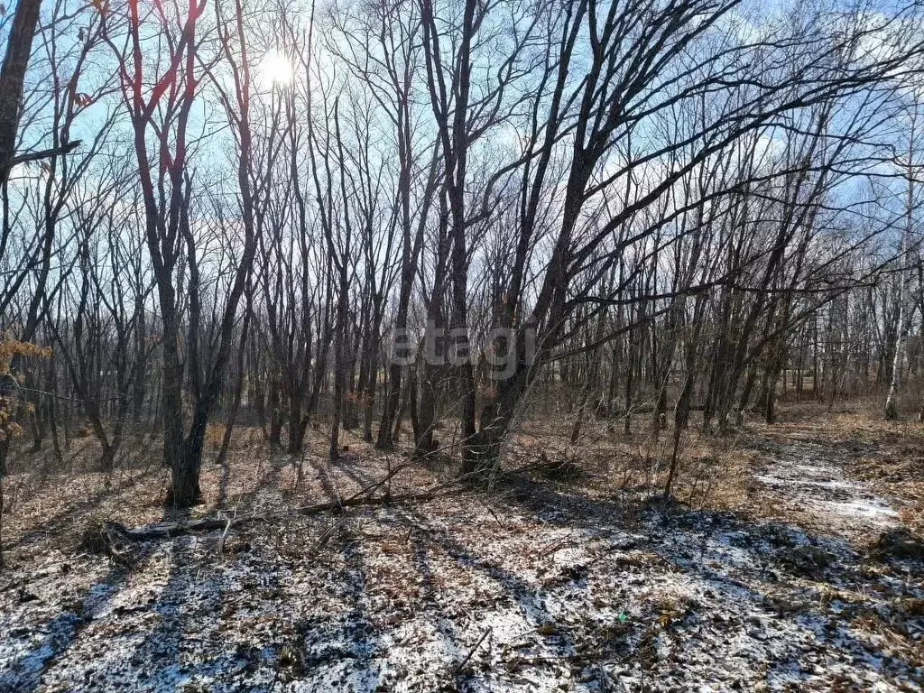 Участок в Приморский край, Надеждинский район, Геофизик СНТ  (6.0 ... - Фото 1