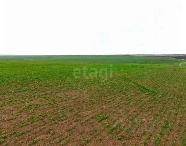 Участок в Оренбургская область, Шарлыкский район, Ратчинский ... - Фото 2