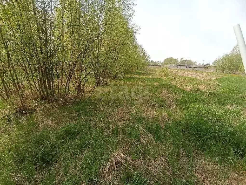 Участок в Костромская область, Костромской район, с. Сущево Поселковая ... - Фото 2