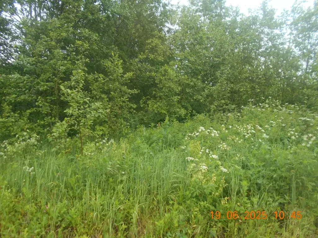 Участок в Московская область, Шаховская муниципальный округ, д. ... - Фото 1