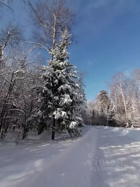Участок в Москва Подолье СНТСН, ул. Березовая (6.0 сот.) - Фото 2