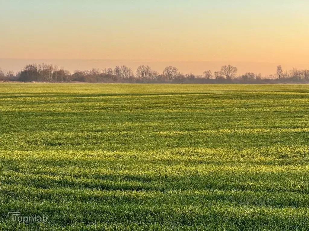 Участок в Калининградская область, Гурьевский муниципальный округ, ... - Фото 1