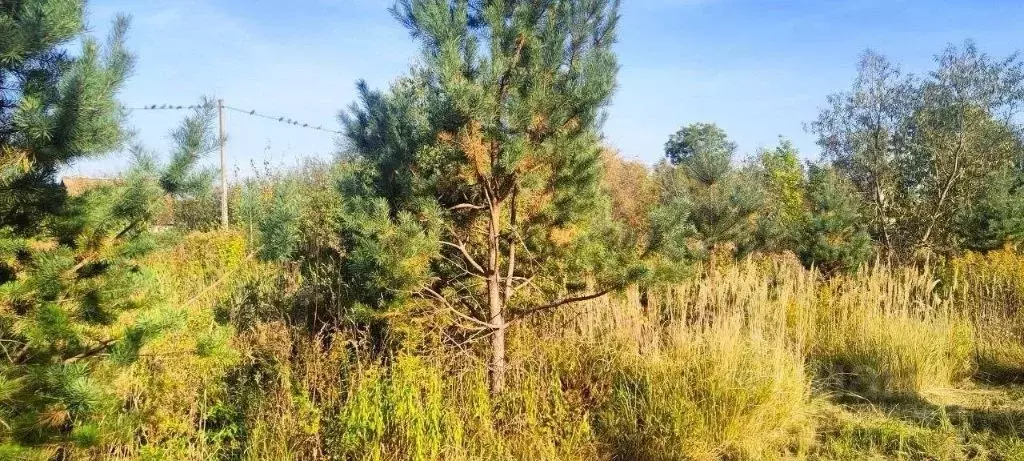 Участок в Калининградская область, Гурьевский муниципальный округ, ... - Фото 2