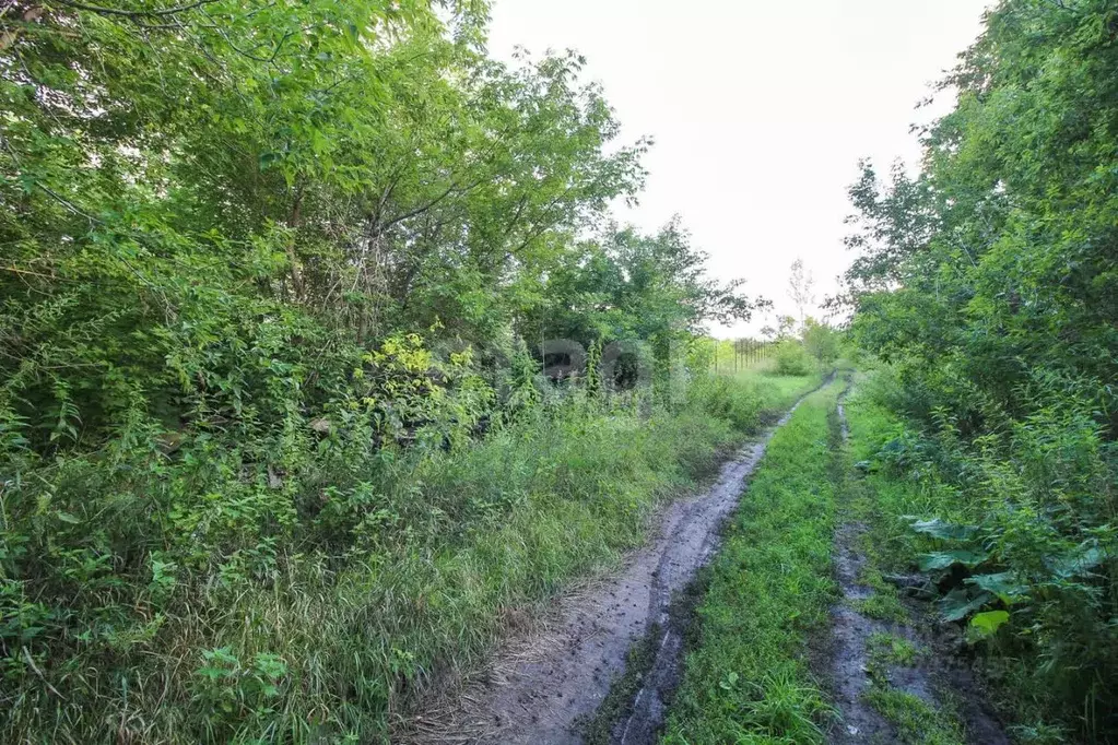 Участок в Алтайский край, Барнаул городской округ, пос. Бельмесево ул. ... - Фото 1