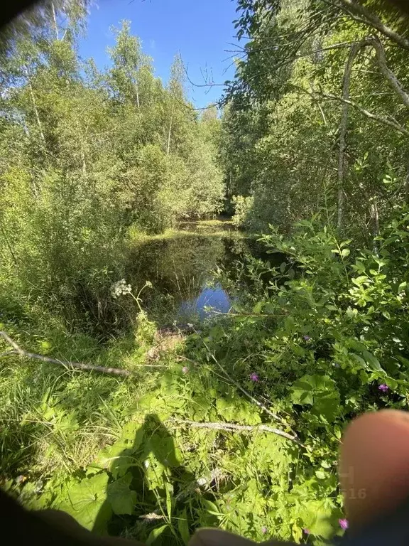 Участок в Московская область, Талдомский городской округ, д. Ольховик ... - Фото 2