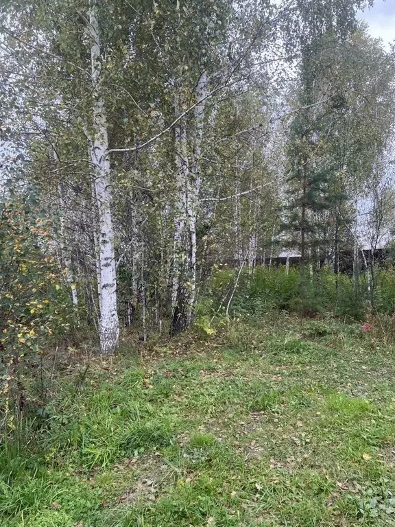 Участок в Новосибирская область, Новосибирский район, Новолуговской ... - Фото 0