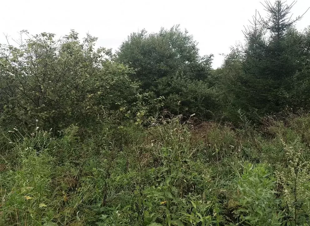 Участок в Московская область, Дмитровский муниципальный округ, д. ... - Фото 1