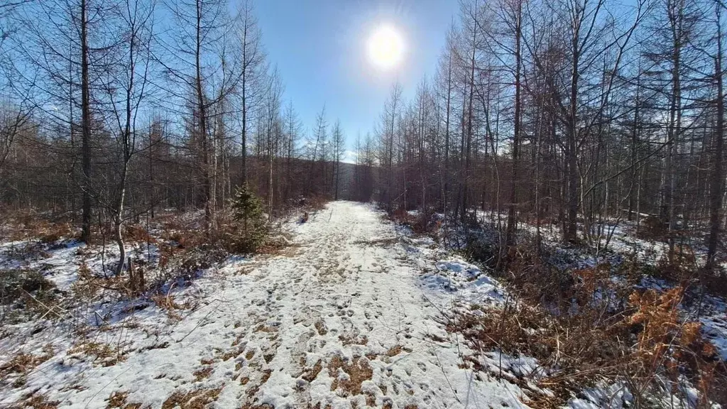 Участок в Сахалинская область, Южно-Сахалинск Березовая Роща СНТ,  ... - Фото 0