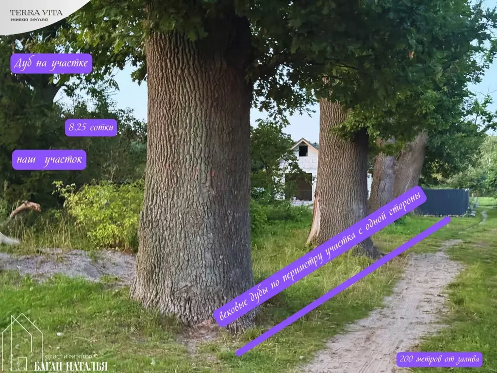 Участок в Калининградская область, Ладушкин Береговое мкр,  (8.25 ... - Фото 0