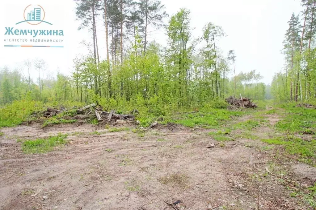 Участок в Ульяновская область, Димитровград ш. Западное (10.0 сот.) - Фото 1