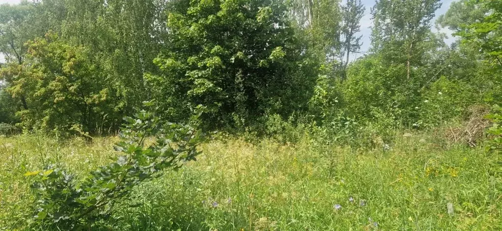 Участок в Московская область, Домодедово городской округ, д. Юрьевка ... - Фото 1