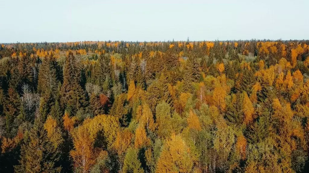 Участок в Ленинградская область, Ломоносовский район, Кипенское с/пос, . - Фото 1