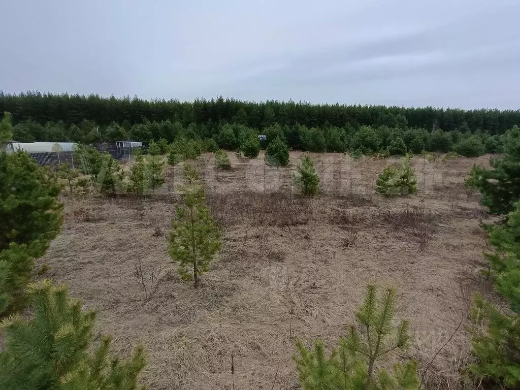 Участок в Владимирская область, Киржачский район, Филипповское ... - Фото 1