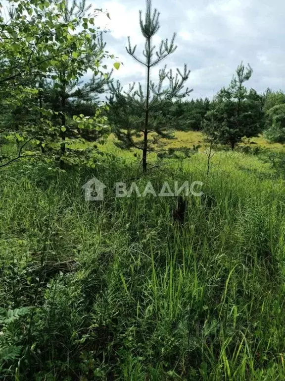 Участок в Владимирская область, Судогодский район, Лавровское ... - Фото 1