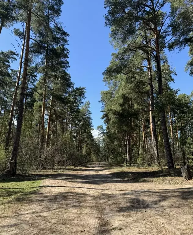 Участок в Владимирская область, Меленки Лесная ул. (12.0 сот.) - Фото 0