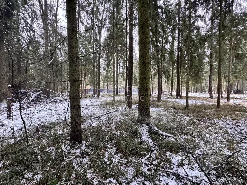 Участок в Московская область, Пушкинский городской округ, д. Могильцы, ... - Фото 1