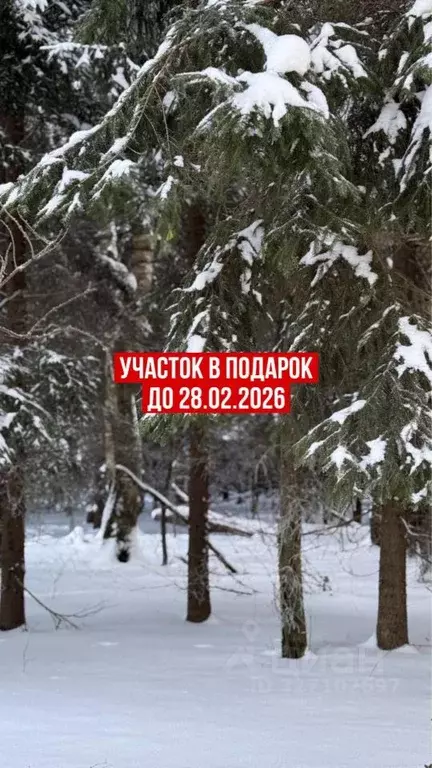 Участок в Московская область, Можайский муниципальный округ, Форест ... - Фото 1