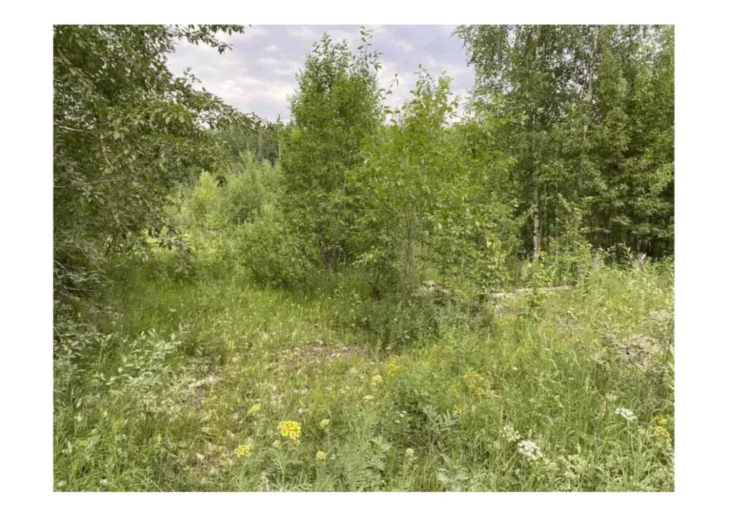 Участок в Пермский край, Березники муниципальный округ, пос. Николаев ... - Фото 2