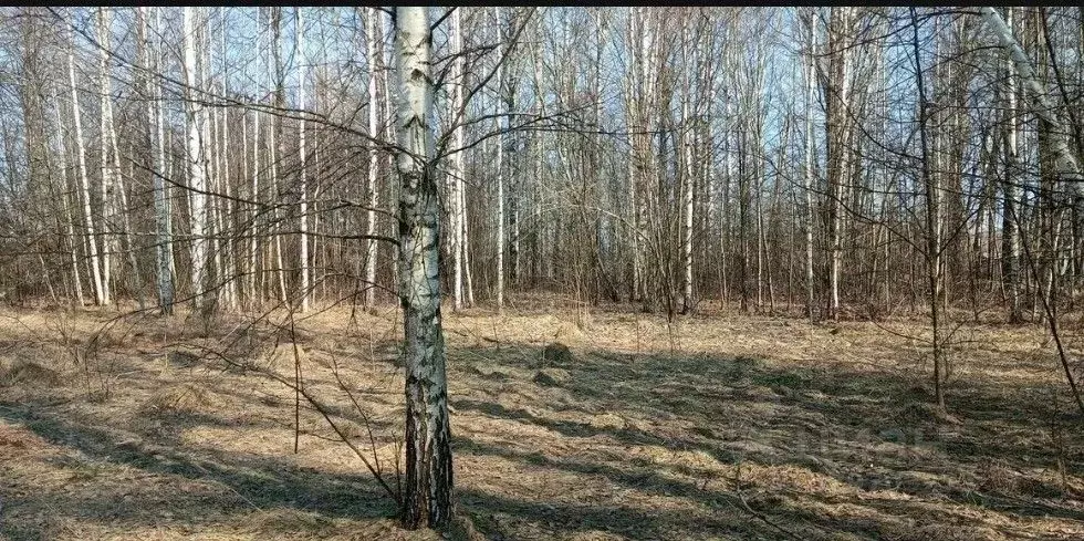 Участок в Рязанская область, Клепиковский муниципальный округ, с. ... - Фото 2