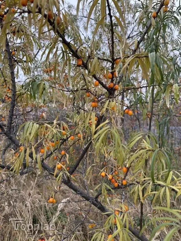 Участок в Чувашия, Чебоксары Чандровский садоводческое товарищество, ... - Фото 2