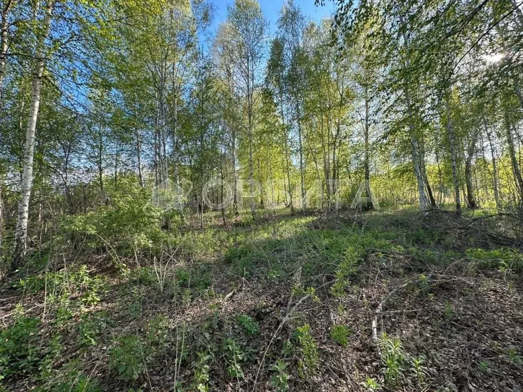 Участок в Тюменская область, Тюмень Якорь садовое товарищество, ул. ... - Фото 2