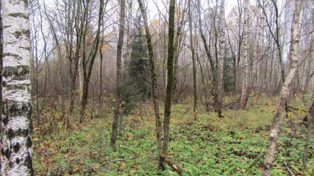 Участок в Московская область, Рузский муниципальный округ, д. Землино  ... - Фото 1