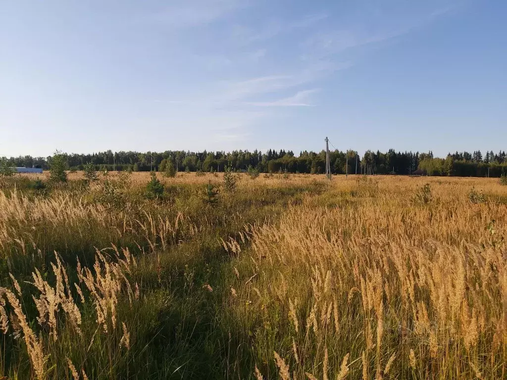 Участок в Владимирская область, Александровский район, Андреевское ... - Фото 1