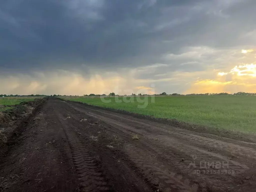 Участок в Новосибирская область, Колыванский район, д. Малый Оеш  ... - Фото 2