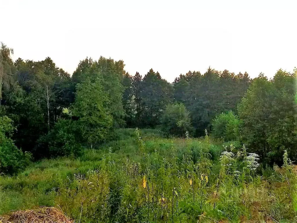 Участок в Московская область, Раменский городской округ, с. Синьково ... - Фото 0