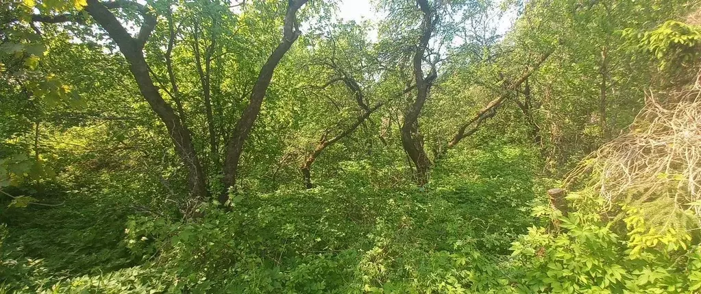 Участок в Санкт-Петербург пос. Парголово, ул. Шишкина, 207 (18.0 сот.) - Фото 2