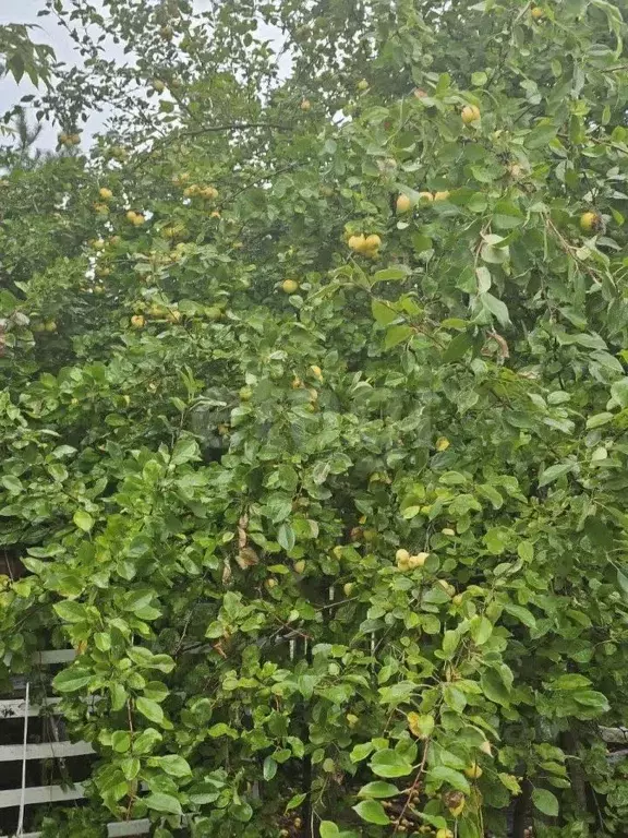 Участок в Тюменская область, Тюмень Садовое товарищество Липовый ... - Фото 1