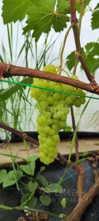 Дом в Псковская область, Псковский район, Логозовская волость, д. ... - Фото 1