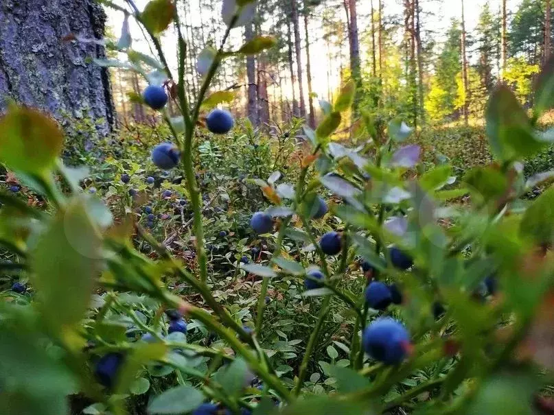 Участок 12 сот. (ИЖС) - Фото 0