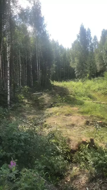 Участок в Ленинградская область, Всеволожское городское поселение  ... - Фото 0