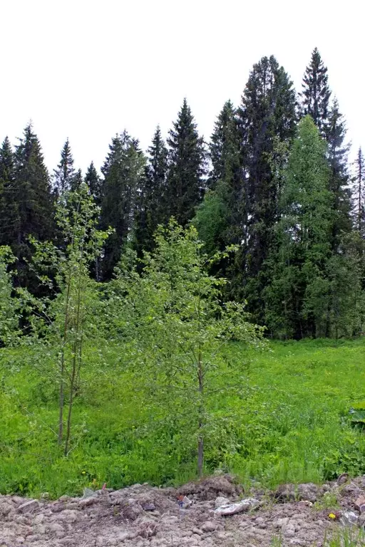 Участок в Карелия, Сортавальский муниципальный округ, пос. Раутакангас ... - Фото 2