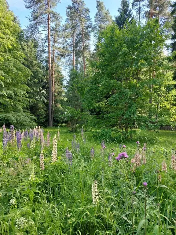 Участок, 25 сот., поселения (ижс) - Фото 2