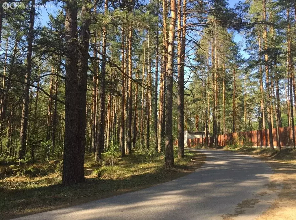 Участок в Куйвозовское сельское поселение, массив Лемболовская ... - Фото 1