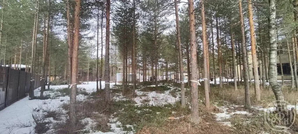 Участок в Ленинградская область, Всеволожский район, Сертоловское ... - Фото 1