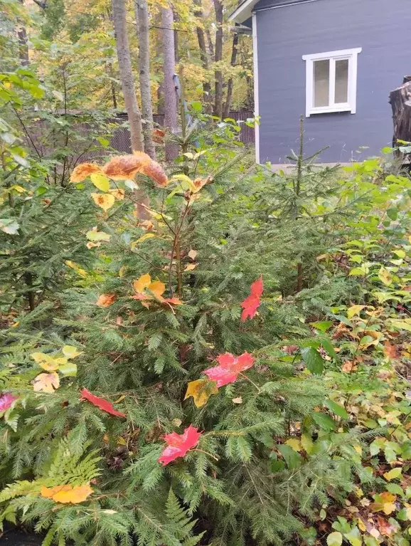 Дом в Санкт-Петербург пос. Ушково, ул. Рифеевская (100 м) - Фото 2