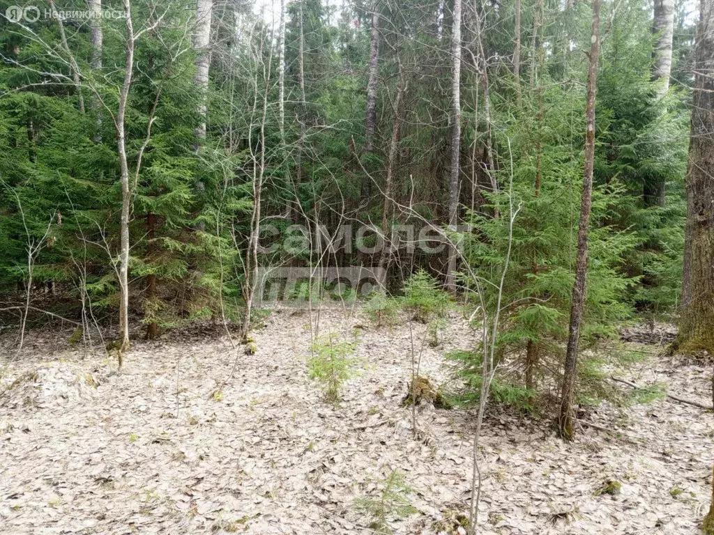 Участок в Шапкинское сельское поселение, садоводческое некоммерческое ... - Фото 1