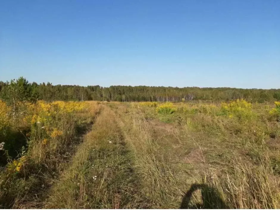 Участок в Новосибирская область, Новосибирский район, Кубовинский ... - Фото 1