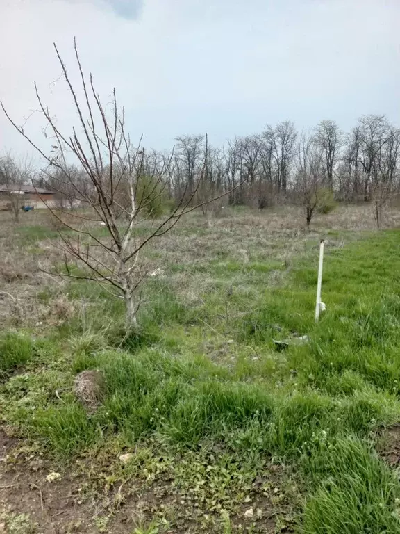 Участок в Ростовская область, с. Куйбышево  (112.5 га.) - Фото 2