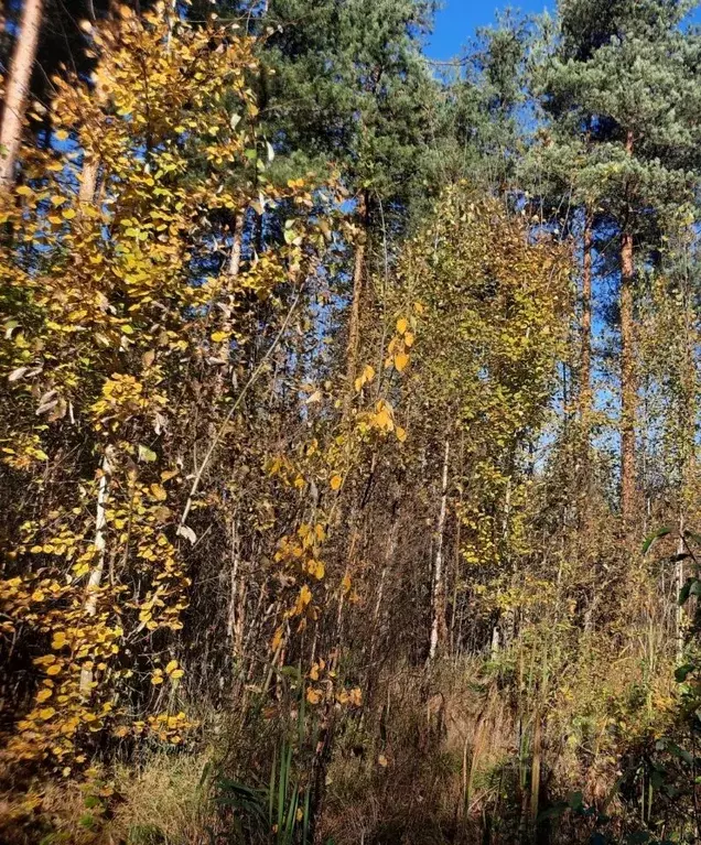 Участок в Ленинградская область, Всеволожский район, Сертоловское ... - Фото 0